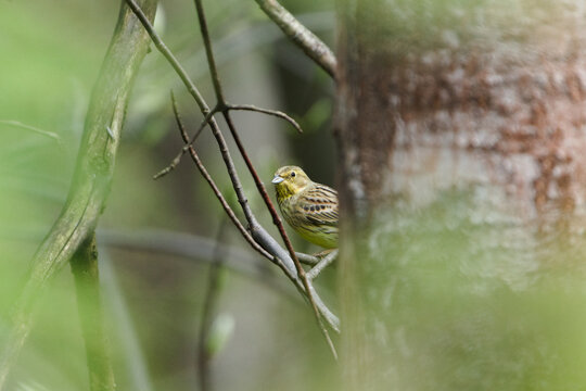Yellowhammer (Emberiza citrinella) peeking from behind tree trunk, common bird species in the Czech Republic