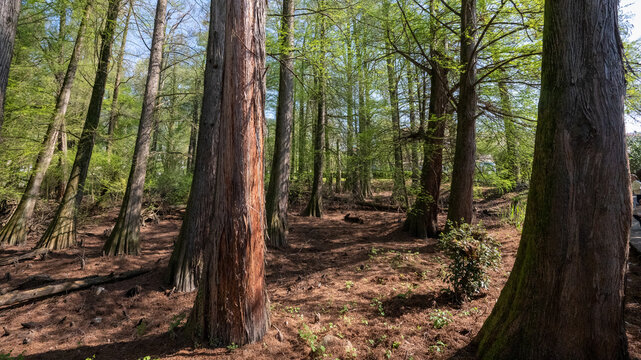 Bosco dei Tassodi di Paratico, Lago d'Iseo, Lombardia - Foresta di cipresso calvo in primavera