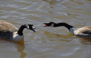 Fototapeta premium A funny pair of Canada geese with open beaks.