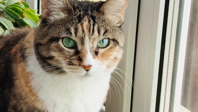 Tabby cat looking out window near green houseplant. Domestic animal sitting on windowsill. Relaxed pet observing outdoor view, indoor lifestyle, home scenery.