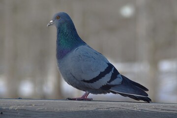 Obraz premium A cute pigeon on a bridge railing.
