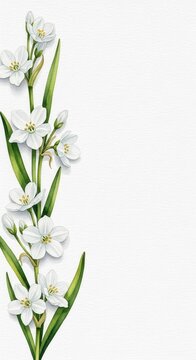 Watercolor paperwhite flowers on white background mother's day background wallpaper poster banner download 2026 2027