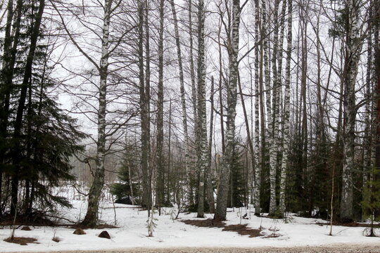 Spring forest with thawed patches in cloudy weather.