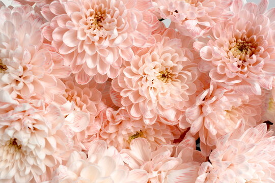 Background of fresh beautiful pink chrysanthemum flowers.
