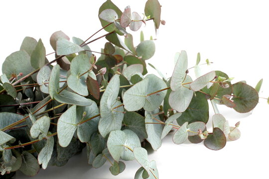 A bouquet of eucalyptus branches lies on a white background.