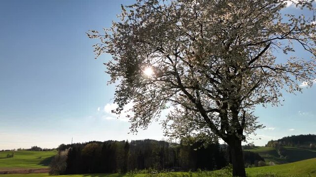 Camera pull back from a blooming fruit tree in a sunny spring field