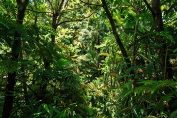 Obraz premium Dense tropical forest vegetation with layered green foliage