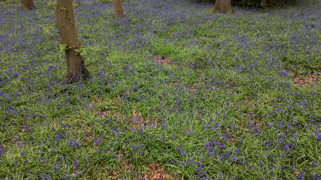 Bluebell carpet in Wanstead, London filmed from a fixed drone as it slowly rotates left, revealing vivid spring flowers beneath mature beech trees in woodland.