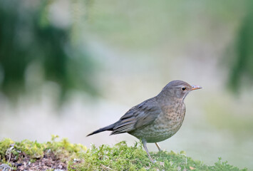 Fototapeta premium Light brown blackbird fe,male standing on moss in a forest