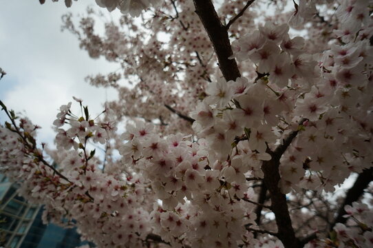 Cherry blossoms are delicate flowers that symbolize beauty, renewal, and the fleeting nature of life. Their soft pink and white petals bloom gracefully in spring, creating breathtaking and romantic la