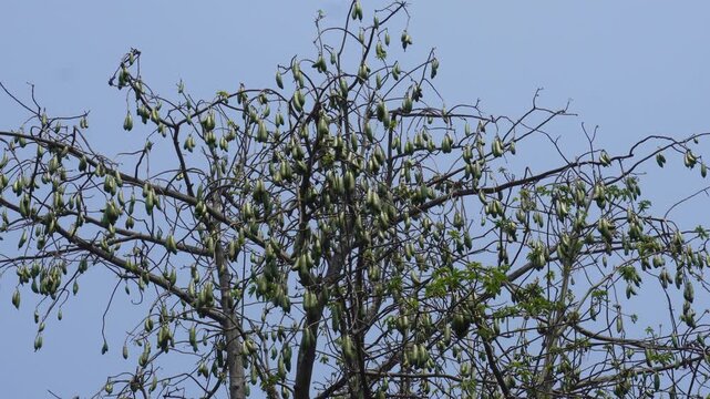 Kapok Tree with White Silk Cotton Pods