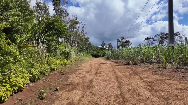 Red Dirt Road Through Sugarcane Fields Mauritius Countryside 4K | Osmo Pocket 3
