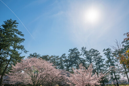 出雲大社周辺に広がる松林と青空が美しい風景