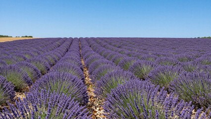 Fototapeta premium Lavender plants forming long rows in rural field landscape