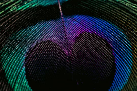 Close up of peacock feather.