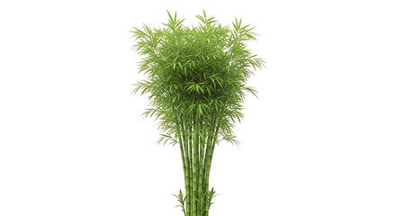 Fototapeta premium Lush Green Bamboo Plant with Dense Foliage Isolated on White Background