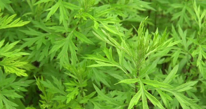 Closeup of Chinese Mugwort