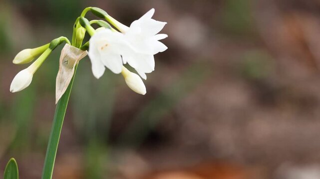 Close up motion of white paperwhite flowers gently swaying in the breeze outdoors on a bright day.