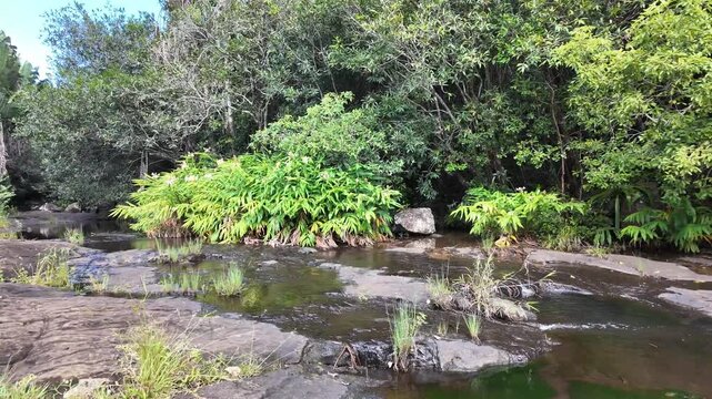 Shallow Rocky River Flowing Through Tropical Forest Mauritius 4K | Osmo Pocket 3