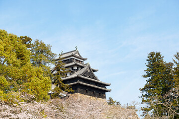 Naklejka premium 桜に囲まれた松江城と春の青空が広がる風景