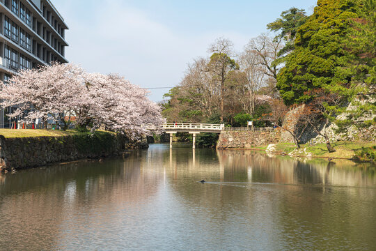 桜に囲まれた松江城のお堀と歴史ある景観