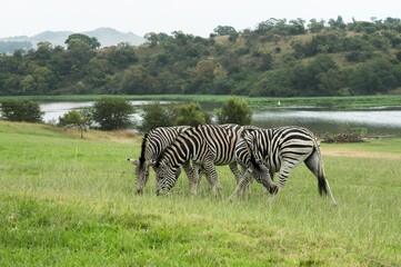 Obraz premium Three Zebras Grazing Outdoors Near To A Lake with Copy Space,