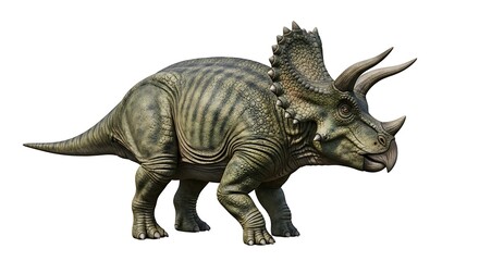 Fototapeta premium A detailed full-body rendering of a Triceratops dinosaur, isolated on a clean white background.