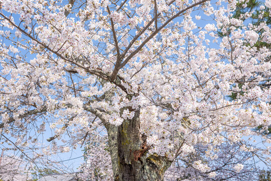 松江城に咲く満開の桜と青空が広がる春景色