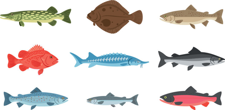 Nine Different Fish Species Collection Pike Flounder Trout Salmon Mackerel Snapper Side View Flat Vector Illustration Set