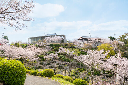 春の千光寺公園に広がる満開の桜と尾道の風景