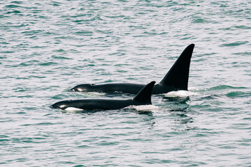 Naklejka premium Bigg's Killer Whales T123 / Sidney and her son T123A Stanley