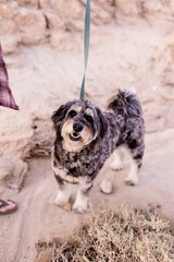 Fototapeta premium Furry Golden Doodle in Desert at Dusk in Borrego Springs, CA