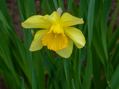Beautiful yellow daffodil flower blooming in the garden on a spr