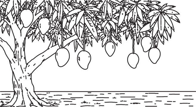 Mango tree, fruit illustration, black and white, line art, vector graphics