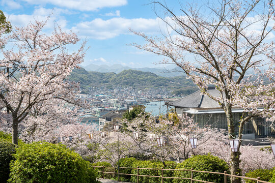 桜咲く千光寺公園に広がる尾道の春景色