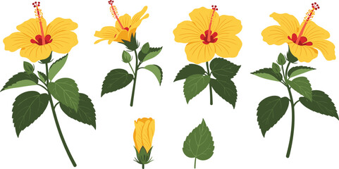 Yellow hibiscus flower set tropical botanical collection with leaves buds and blossoms isolated decorative floral vector illustration © sahajahan