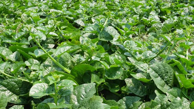 Lush Malabar Spinach Field