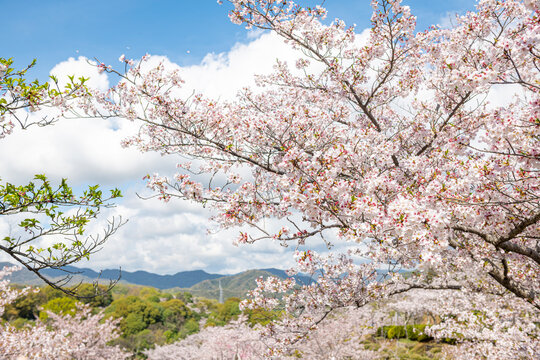 青空と桜が彩る春の爽やかな自然風景