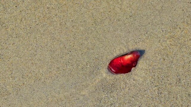 Beach sand with red orange colorful shell mussel water texture pattern.