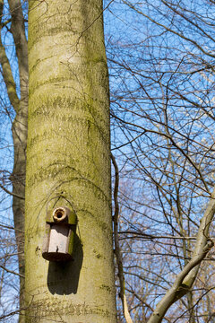 bird nest on tree