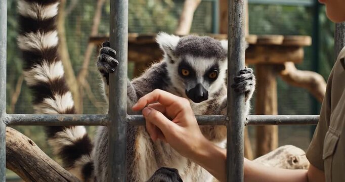 Zookeeper interacting with a ring-tailed lemur in an animal enclosure