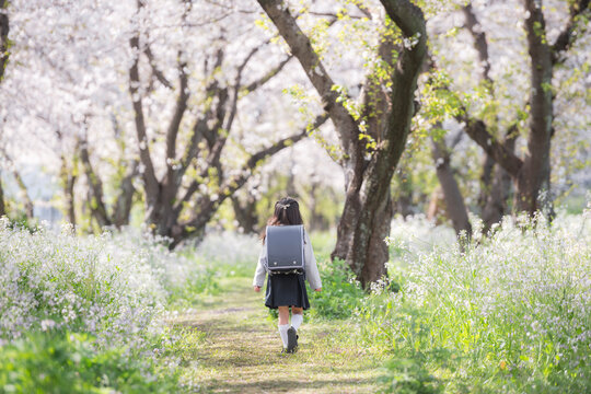 春の桜に囲まれた通学路を歩く小学生の女の子の後ろ姿