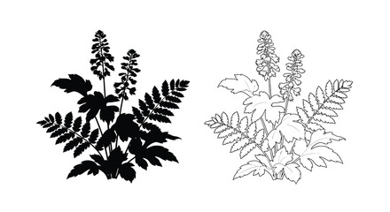 Detailed botanical illustration of fern plants in contrasting styles silhouette © Soleman