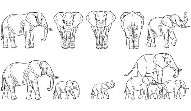 Elephants thin line contour vector set with realistic elephant family herd mother and calf poses isolated on white background