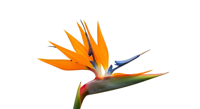 Strelitzia reginae flower, also known as bird of paradise, isolated on white