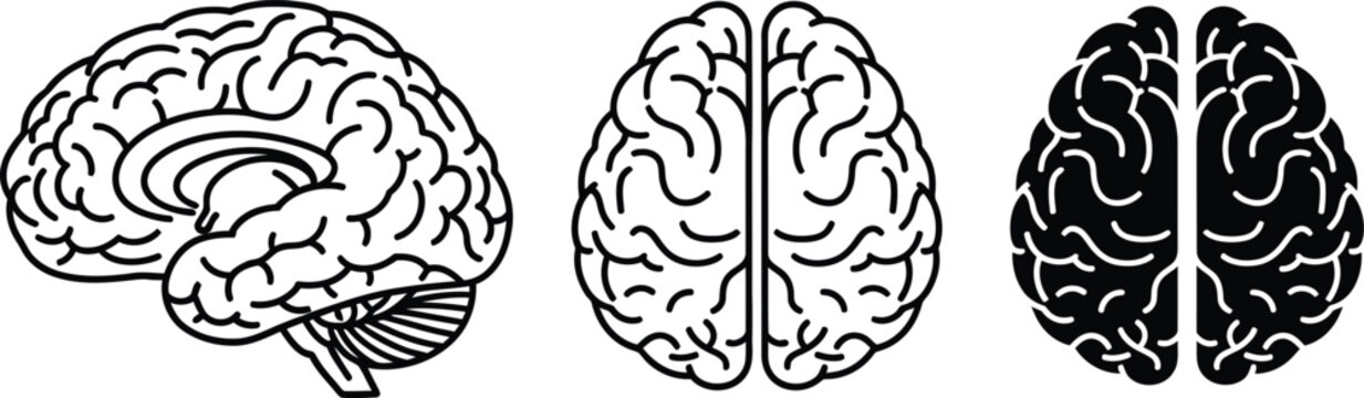 Detailed anatomical illustrations of the human brain from three distinct perspectives
