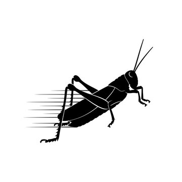Silhouette of a grasshopper in motion