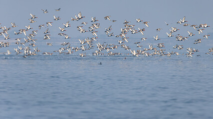 Fototapeta premium Large flock of Red-crested Pochards flying over a calm blue lake