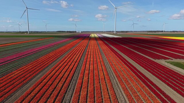 Aerial drone shot rising up over colorful tulip rows towards wind turbines in the Netherlands