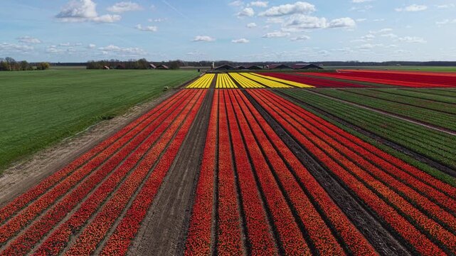 Aerial drone shot flying over vibrant orange tulip rows toward farm buildings in the Netherlands